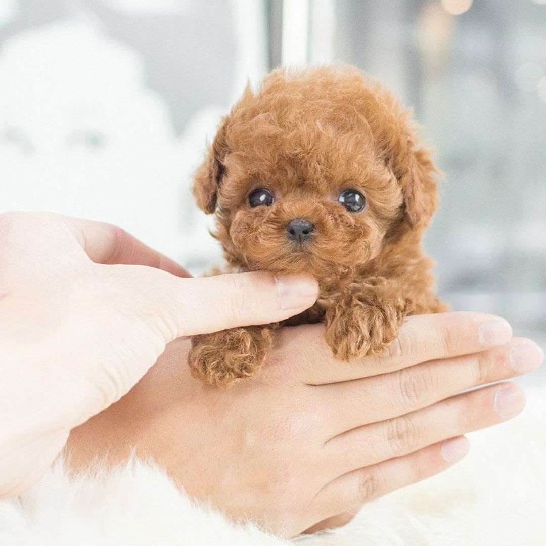Interactive Plush Puppy - Realistic Design with Movement Features - Ideal for Teaching Care for Children